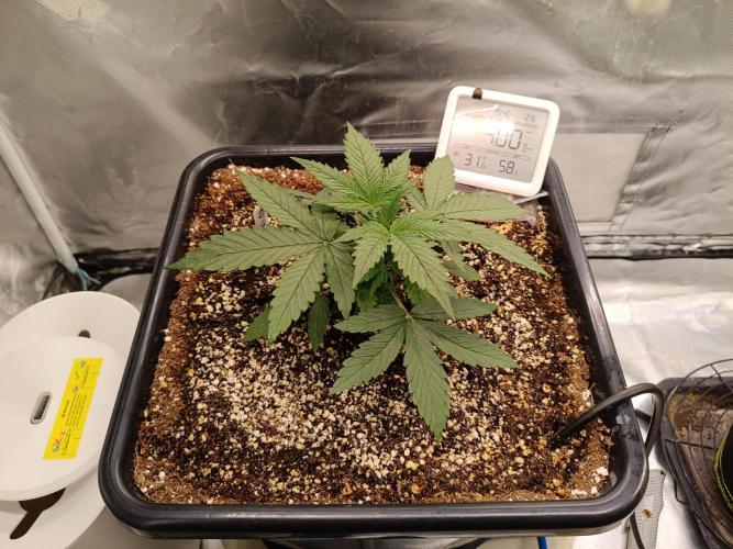 OG kush atuo x1. Week 2 - Day 17