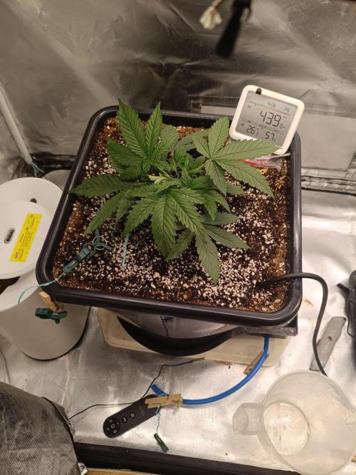 OG kush atuo x1. Week 2 - Day 18