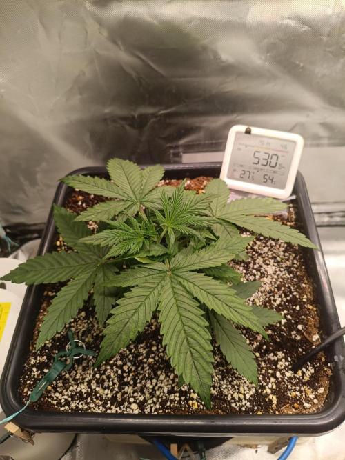 OG kush atuo x1. Week 2 - Day 19