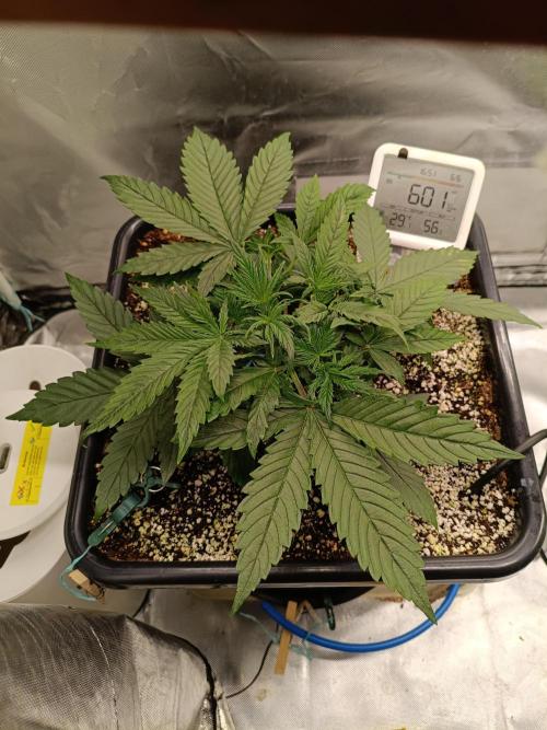OG kush atuo x1. Week 2 - Day 21