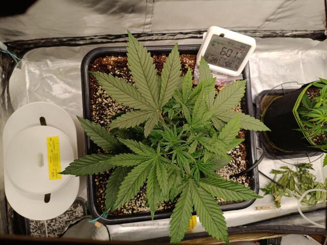OG kush atuo x1. Week 2 - Day 21