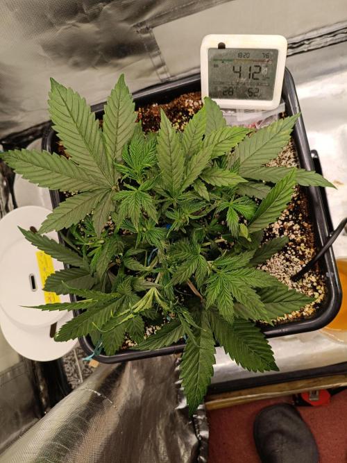 OG kush atuo x1. Week 3 - Day 22