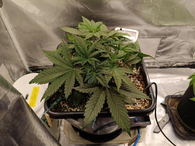 OG kush atuo x1. Week 3 - Day 23