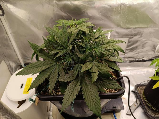 OG kush atuo x1. Week 3 - Day 24