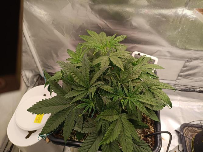 OG kush atuo x1. Week 3 - Day 25