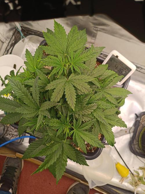 OG kush atuo x1. Week 3 - Day 25
