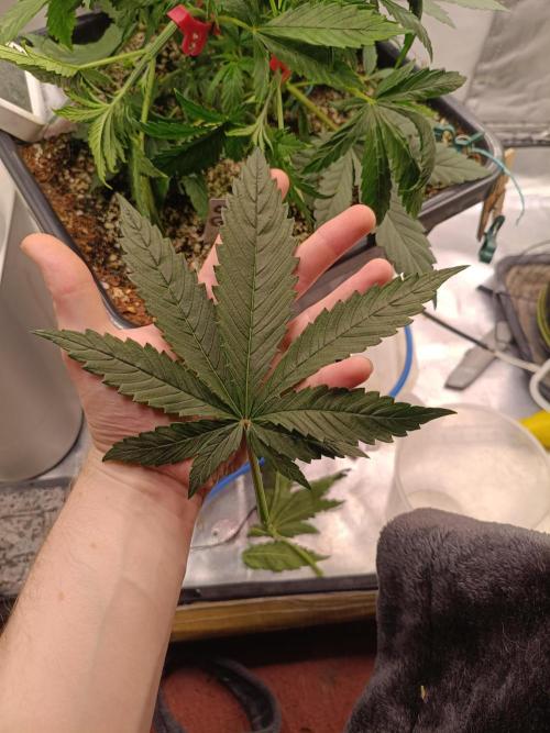 OG kush atuo x1. Week 3 - Day 25