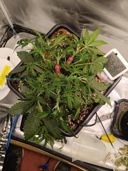 OG kush atuo x1. Week 3 - Day 25