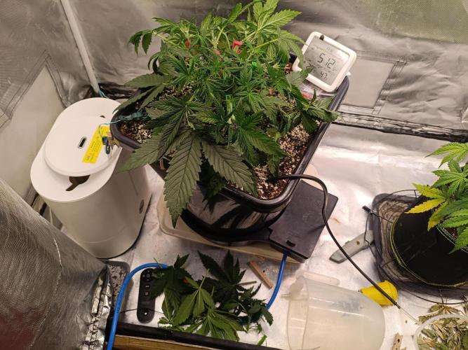 OG kush atuo x1. Week 3 - Day 25