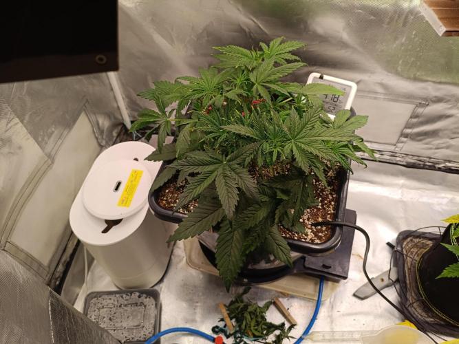 OG kush atuo x1. Week 3 - Day 26