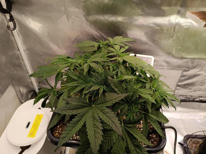 OG kush atuo x1. Week 3 - Day 27