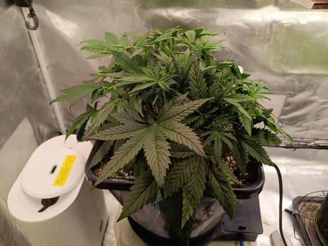 OG kush atuo x1. Week 3 - Day 28