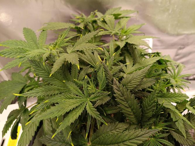 OG kush atuo x1. Week 3 - Day 28