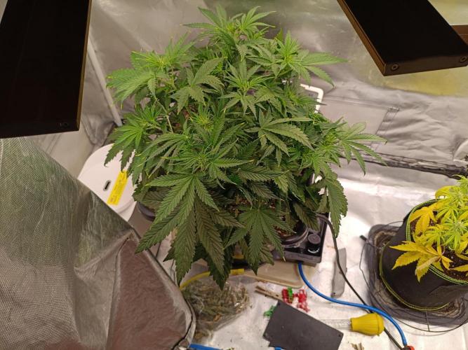 OG kush atuo x1. Week 4 - Day 31