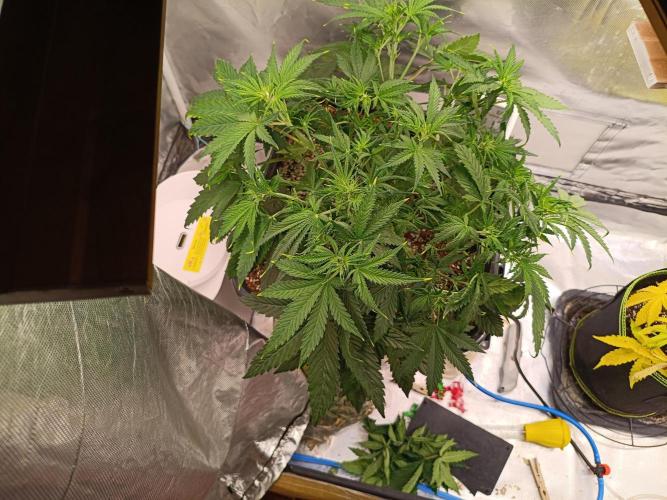OG kush atuo x1. Week 4 - Day 31