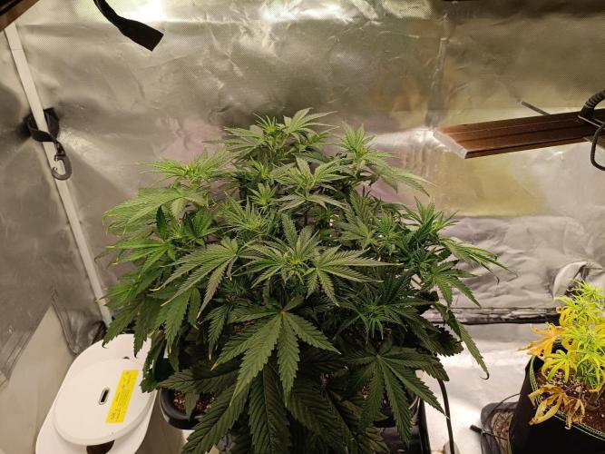 OG kush atuo x1. Week 4 - Day 32