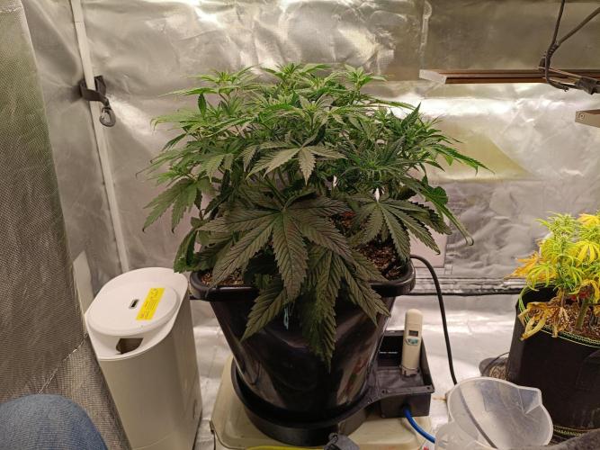 OG kush atuo x1. Week 4 - Day 32