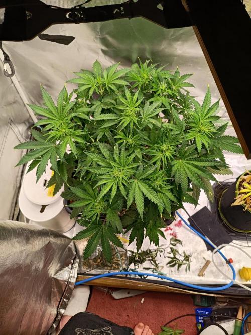 OG kush atuo x1. Week 4 - Day 33