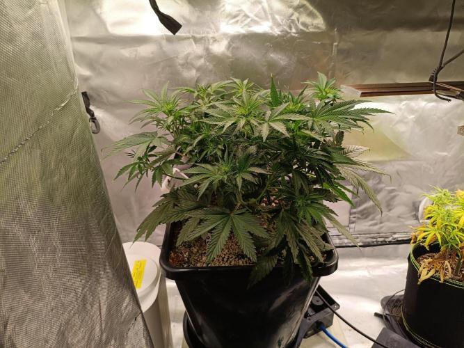 OG kush atuo x1. Week 4 - Day 33