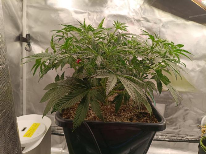 OG kush atuo x1. Week 4 - Day 33
