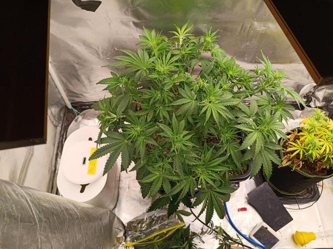 OG kush atuo x1. Week 4 - Day 33