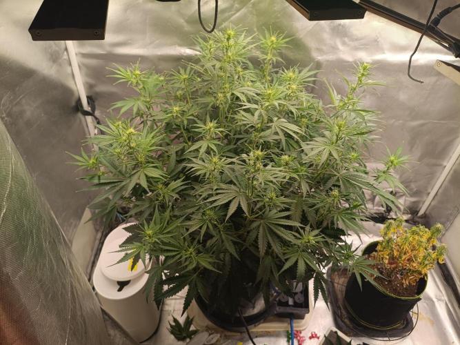 OG kush atuo x1. Week 5 - Day 40