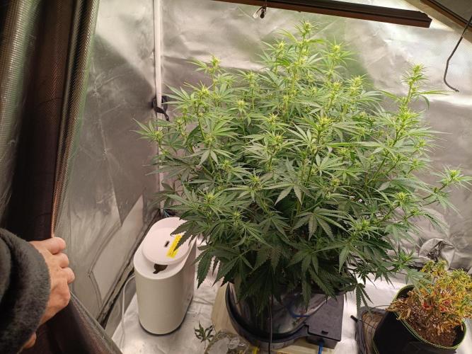 OG kush atuo x1. Week 5 - Day 41