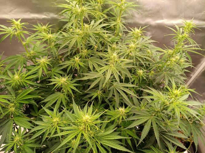 OG kush atuo x1. Week 5 - Day 42