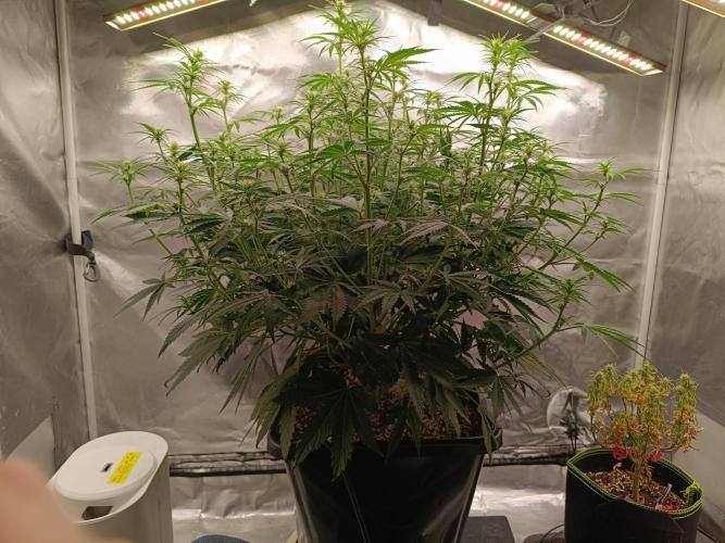 OG kush atuo x1. Week 5 - Day 42