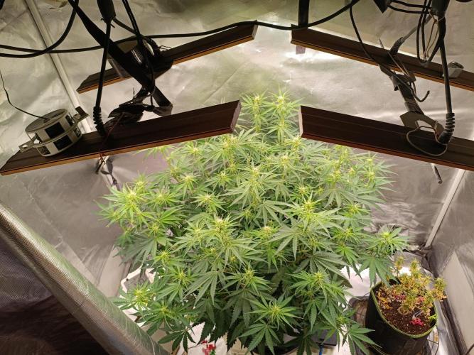 OG kush atuo x1. Week 5 - Day 42