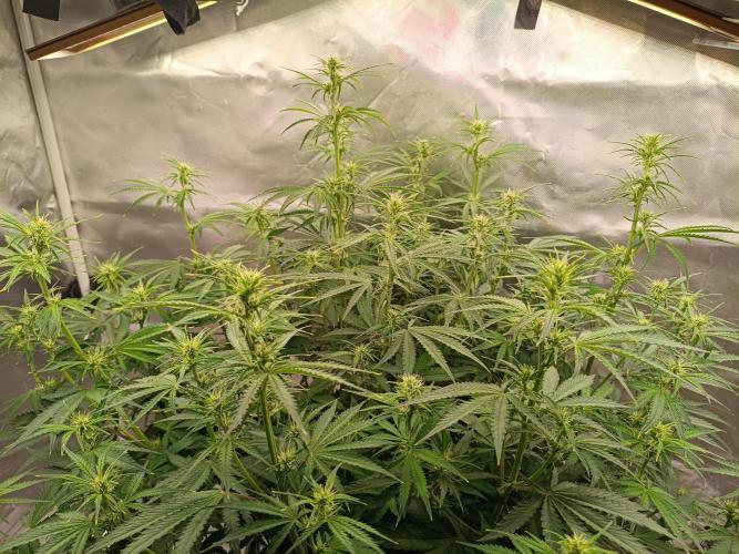 OG kush atuo x1. Week 5 - Day 42