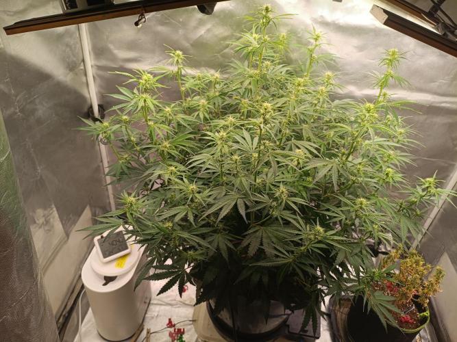 OG kush atuo x1. Week 6 - Day 42