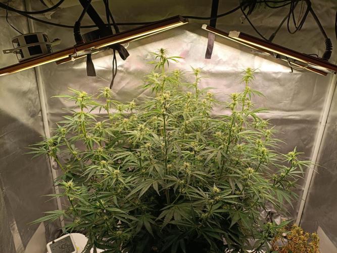 OG kush atuo x1. Week 6 - Day 44