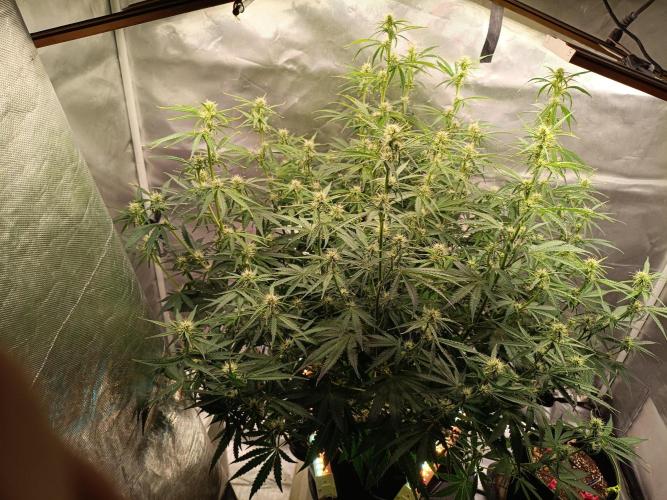 OG kush atuo x1. Week 6 - Day 46