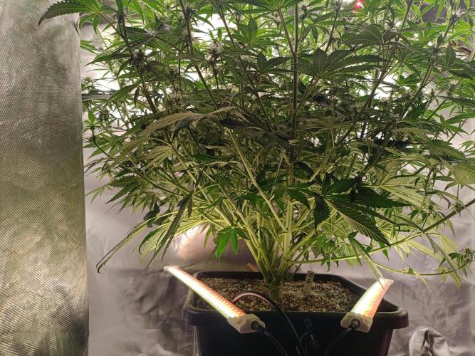 OG kush atuo x1. Week 6 - Day 46 new under lights 