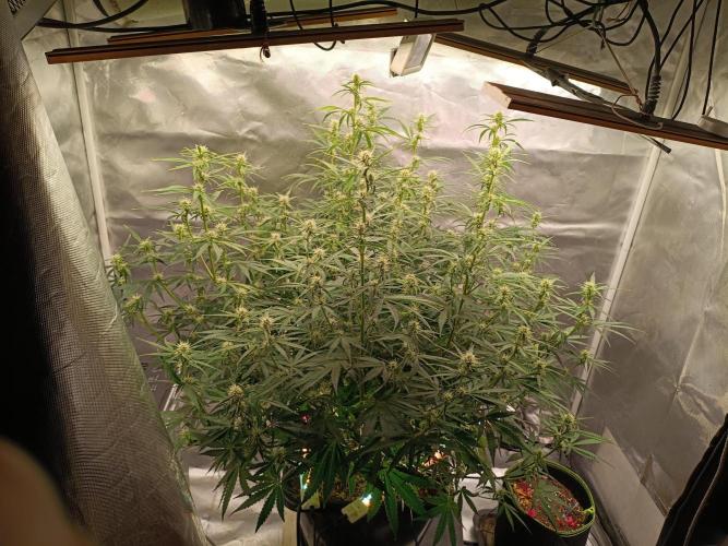 OG kush atuo x1. Week 6 - Day 47