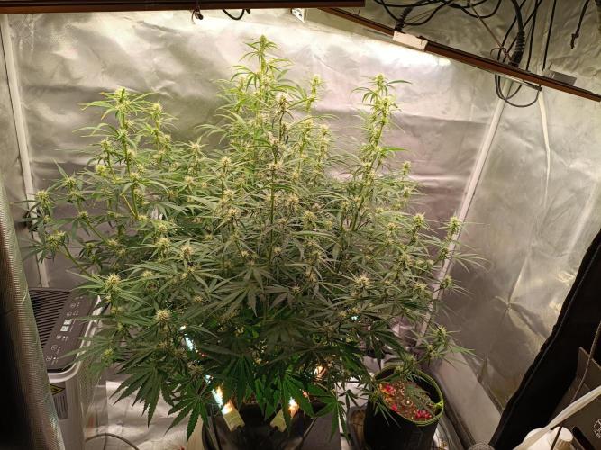 OG kush atuo x1. Week 6 - Day 48