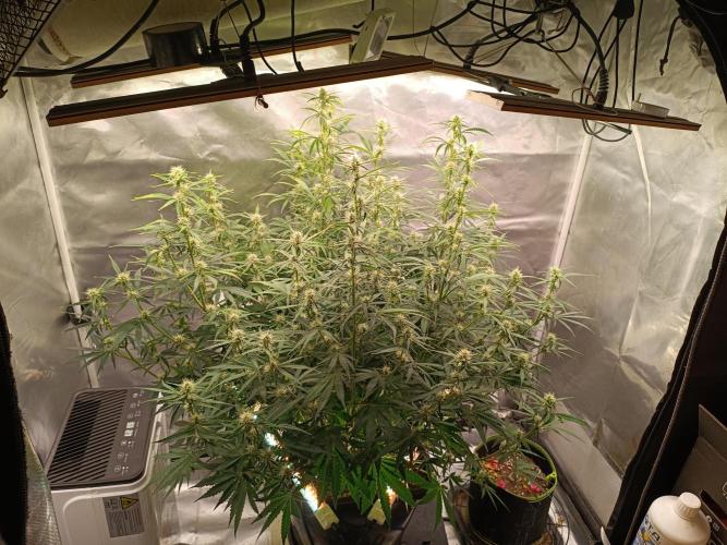 OG kush atuo x1. Week 6 - Day 49