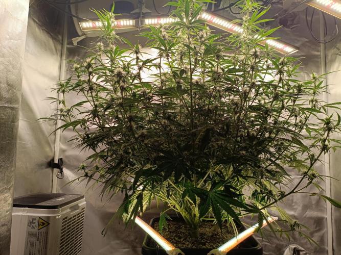 OG kush atuo x1. Week 6 - Day 49