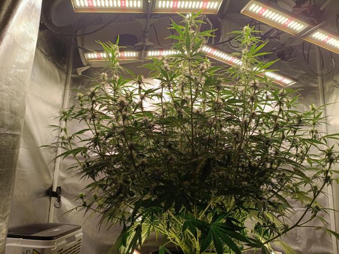 OG kush atuo x1. Week 6 - Day 49