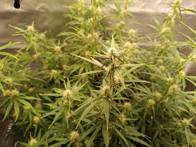 OG kush atuo x1. Week 6 - Day 49