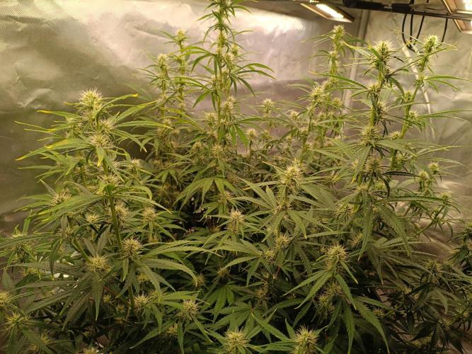OG kush atuo x1. Week 6 - Day 49