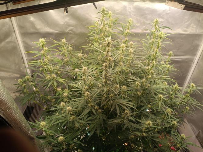 OG kush atuo x1. Week 7 - Day 50