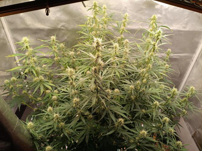 OG kush atuo x1. Week 7 - Day 51