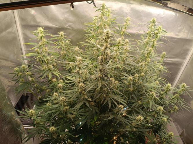 OG kush atuo x1. Week 7 - Day 52
