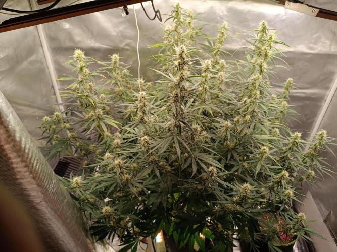 OG kush atuo x1. Week 7 - Day 54