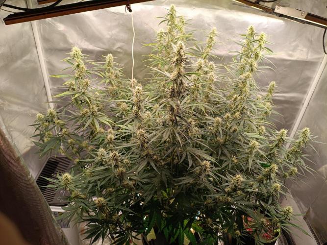 OG kush atuo x1. Week 7 - Day 55