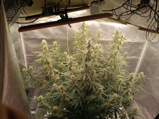 OG kush atuo x1. Week 7 - Day 56