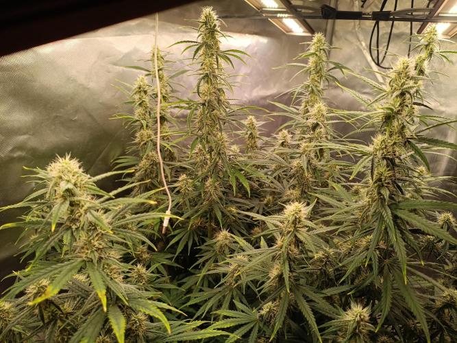 OG kush atuo x1. Week 7 - Day 56