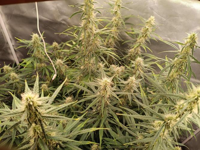 OG kush atuo x1. Week 7 - Day 56